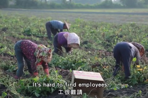 台湾でのサツマイモ収穫