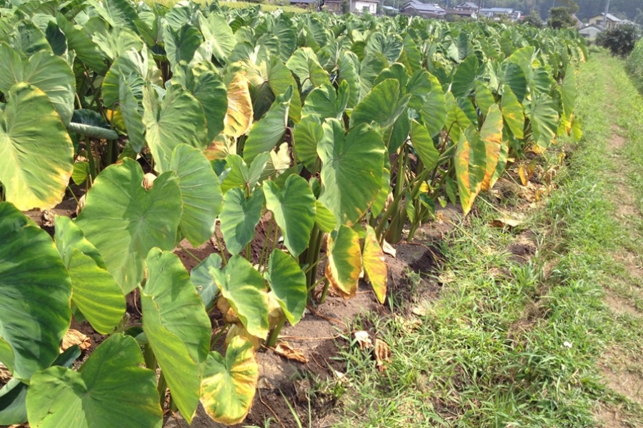 8月上旬の里芋畑。葉っぱが黄色くなっています。